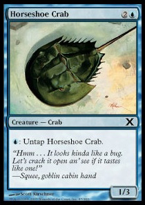 Horseshoe Crab