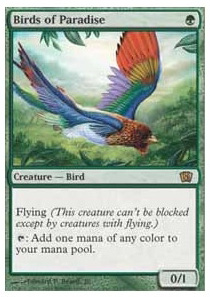 Birds of Paradise