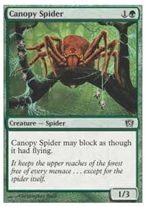 Canopy Spider