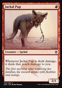 Jackal Pup