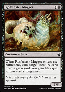 Rotfeaster Maggot