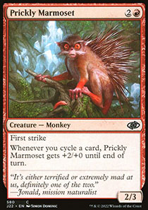 Prickly Marmoset