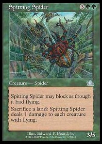 Spitting Spider