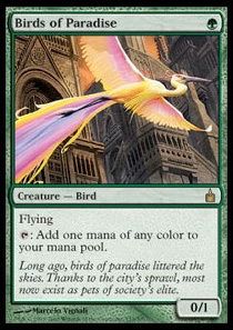 Birds of Paradise