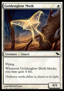 Goldenglow Moth