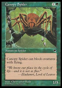 Canopy Spider