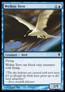 Welkin Tern