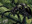 Pincher Beetles