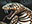 Psychic Venom