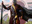 Loyal Sentry