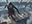 Evie Frye