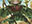 Nissa, Who Shakes the World