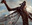 The Locust God