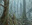 Tainted Wood