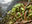 March of the World Ooze