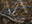 Scoured Barrens