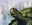 Mistford River Turtle