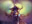 Cauldron Haze