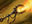 Fireshrieker
