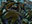 Homunculus Horde