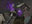 Undying Malice