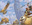 Jubilant Skybonder