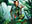 Druid of the Anima