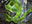 Oran-Rief Ooze