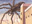 Giant Spider