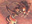 Hell Swarm