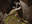 Thelonite Hermit