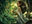 Nervous Gardener