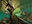 Viridian Corrupter