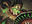 Winding Constrictor