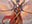 Angel of Invention