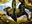 Arboreal Grazer