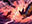 Dragon Tempest