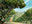 Exotic Orchard