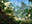 Sunpetal Grove