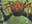 Canopy Spider